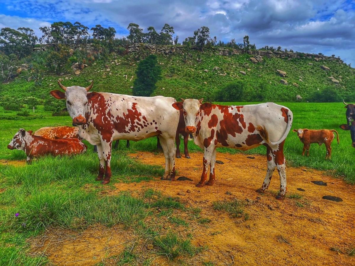 Van Reenen Oban Historical Guest Farm 빌라 외부 사진